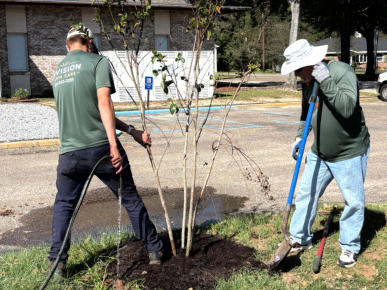 Trees being planted at the Civic Center