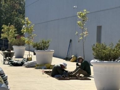 Trees being planted at City Hall